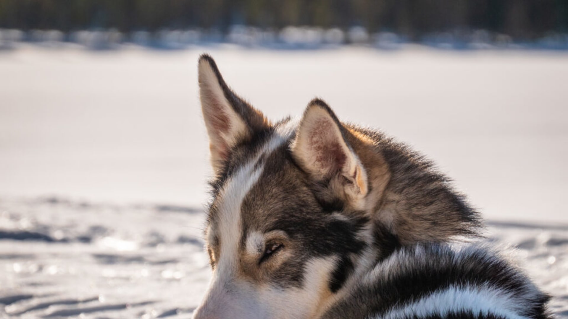müde Huskys nach der Safari